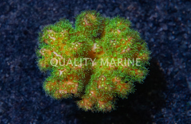 Cauliflower, Fallout :: 30737