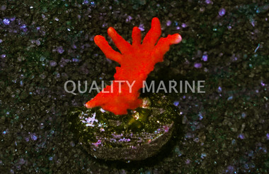 Monti, Branching Firestarter :: 40022