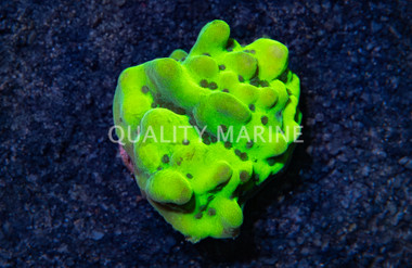 Monti, Encrusting Lucky Charms :: 41582