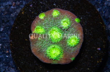 Chalice, Fire Echino :: 34312