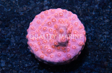 Cyphastrea, Pinky & The Brain :: 60308