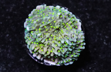 Monti, Encrusting Green w/ Neon Green polyps & Pink Rim :: 64357