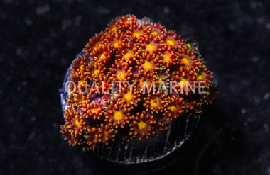 Bernardpora, Captain Crunch :: 24495