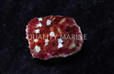 Chalice, Scarlet Ninja :: 96210