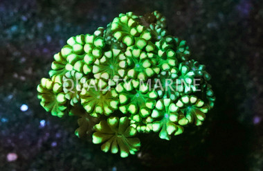 Daisy, Green :: 52946