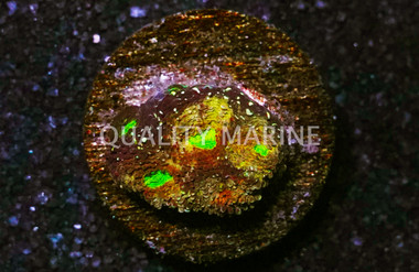 Echinata, Rajun Cajun :: 53896