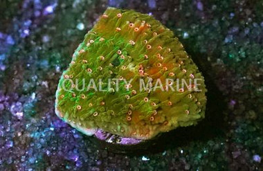 Monti, Cap Green w/ Pink Polyps :: 68380