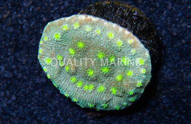 Chalice, Hollywood Stunner :: 60780