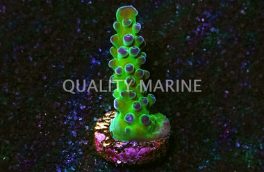 Acropora, Yellow Tip Austera :: 56399