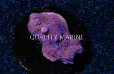 Monti, Cap Purple :: 52434