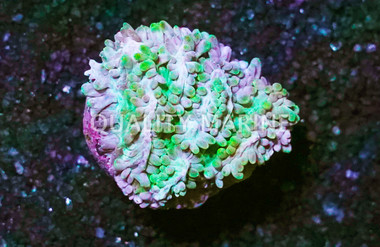 Hydnophora, Encrusting Blueberry :: 22637