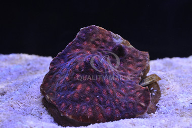 Brain Red War Coral :: 54307