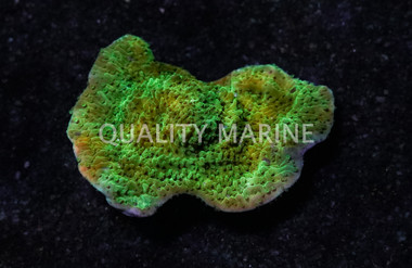 Monti, Cap Green :: 94000