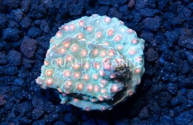 Cyphastrea, Green w/Pink Polyps (Meteor Shower) :: 34086