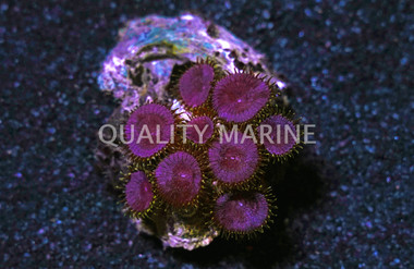 Purple Death Colony Polyp :: 55675