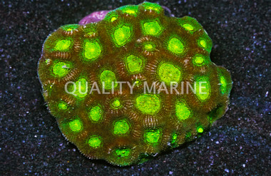 Brain Neon Green, Fiji :: 56956