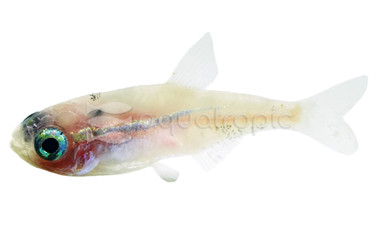 Platinum White Neon Tetra :: 51204