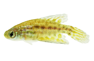 Neon Platinum White Killifish :: 44603