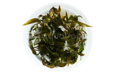 Cryptocoryne 'Petchii' Cup AT :: 80579