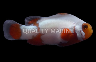 Tangerine Snowflake Ocellaris Clownfish :: 38189