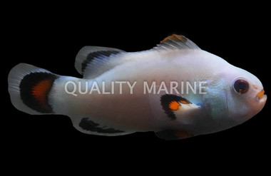 Storm Solar Ocellaris Clownfish :: 38724