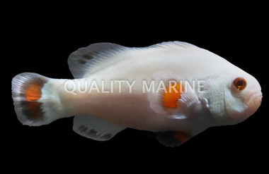 Storm Solar Tangerine Ocellaris Clownfish :: 77495