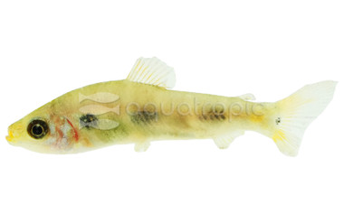 Four Spot / Clown Leporinus :: 70779