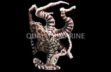 Mimic Octopus :: 50517
