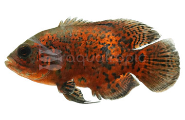Red Leopard Oscar Cichlid :: 87378