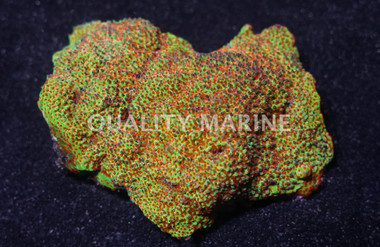 Ultra Montipora :: 52233