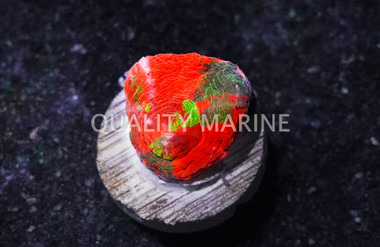 Scoly, Ultra Reverse Toxic Apple :: 44766