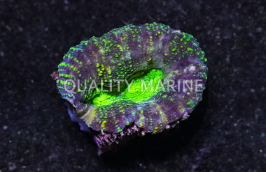 Brain Open Green :: 77290