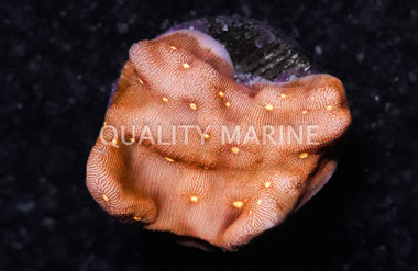 Leptoseris, Sungod :: 89787