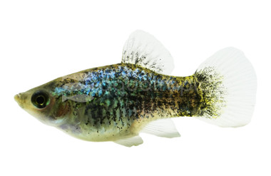 Calico Blue Platy :: 47795