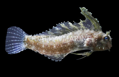 Floral Blenny :: 12604