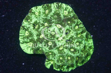 Brain Prism, Green Splatter :: 32807
