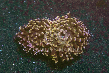 Gold Branching Hammer Coral :: 52471