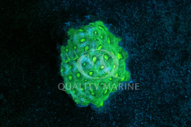 Green Brain :: 68312