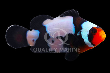 Phantom Ocellaris Clownfish, QM Labs :: 72510