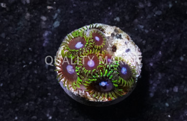 Zoa, Ice King :: 98949