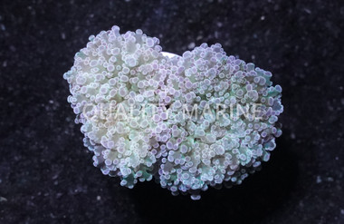 Frogspawn Branching, Green :: 50439