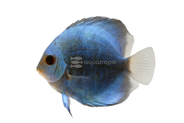 Blue Diamond Discus :: 24004