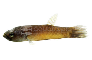 Howong Unimaculata Betta, Female :: 16779