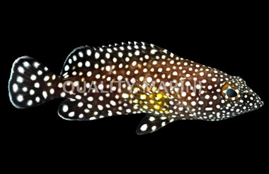 Whitespotted Grouper :: 19064