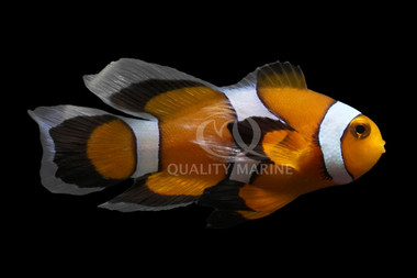 Longfin Black Photon Ocellaris Clownfish, Bali Aquarich :: 14193