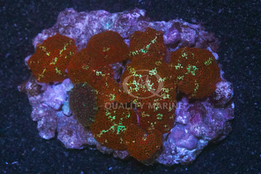 Mushroom Orange w/Stripes :: 91839