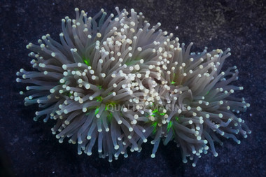 Torch, Green Center, Black Tentacles w/  Yellow-Tip :: 84133