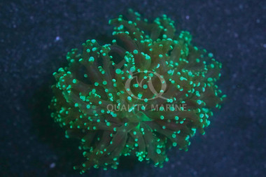 Grape Cristata Neon Green :: 62472