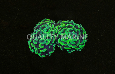 Ultra Toxic Branching Hammer Coral :: 64682