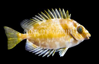 Golden Spinefoot Rabbitfish :: 27015